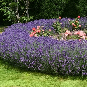 Lavandula Layla Presto Blue Lavender